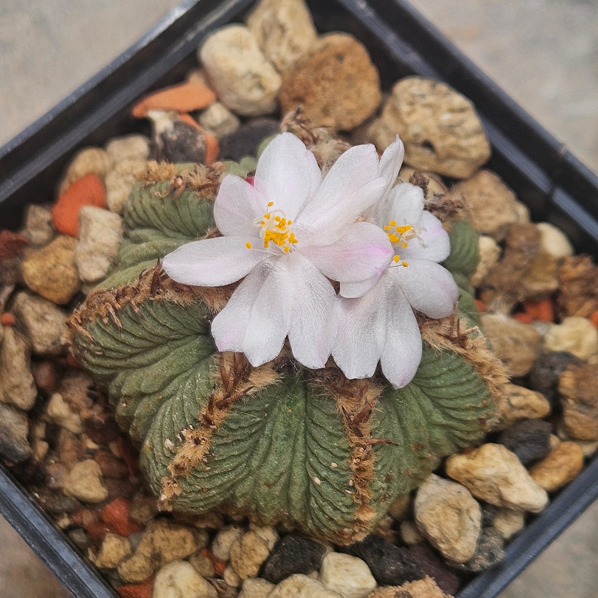 AZTEKIUM